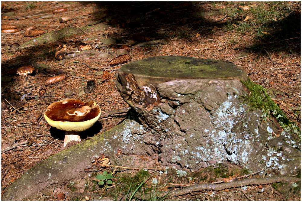 wo ist der zweite Steinpilz auf dem Bild?