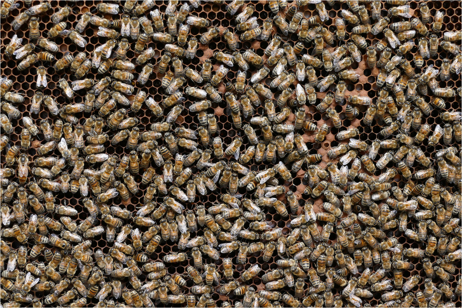 Wo Ist Die Bienenkonigin Foto Bild Tiere Wildlife Insekten Bilder Auf Fotocommunity