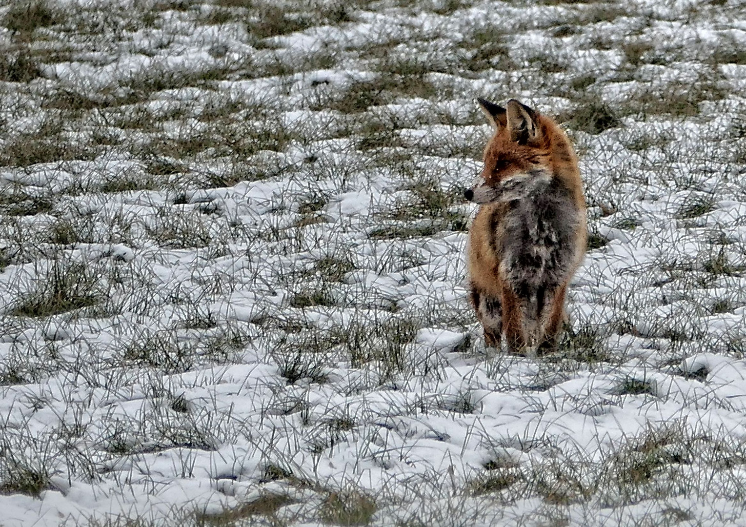 Wo ist die Maus?