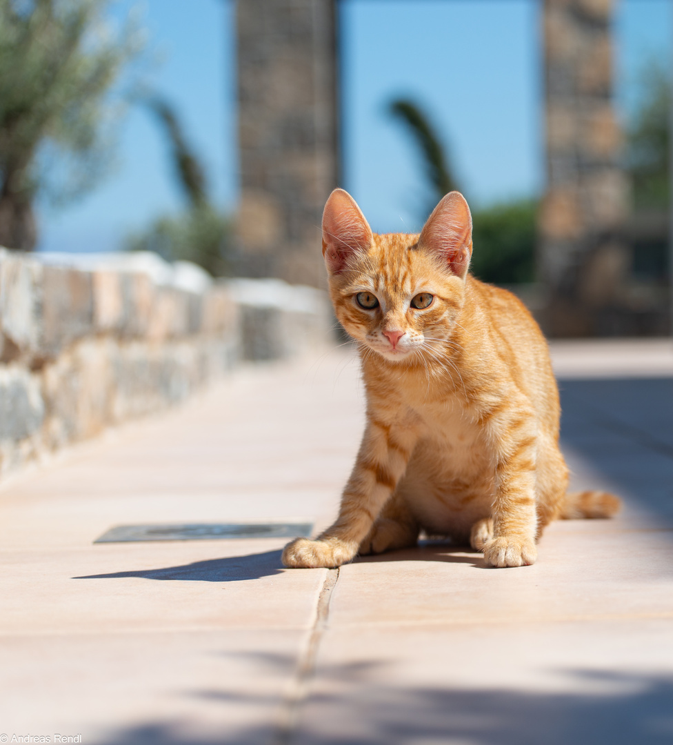 wo ist die maus Foto & Bild tiere, haustiere, katzen Bilder auf