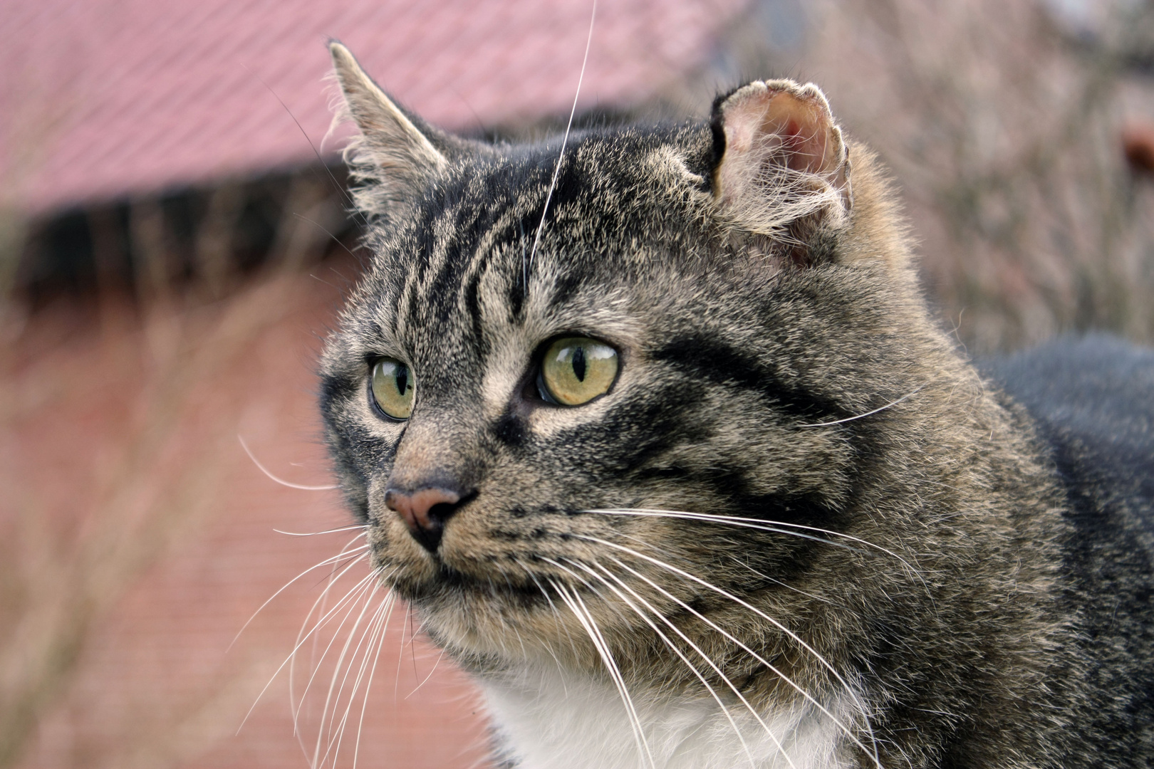 Wo ist die Maus... Foto & Bild tiere, haustiere, katzen Bilder auf