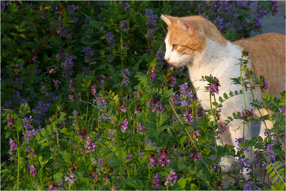 "wo ist die Maus?"