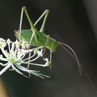 Wo ist die nächste Wilde Möhre?...