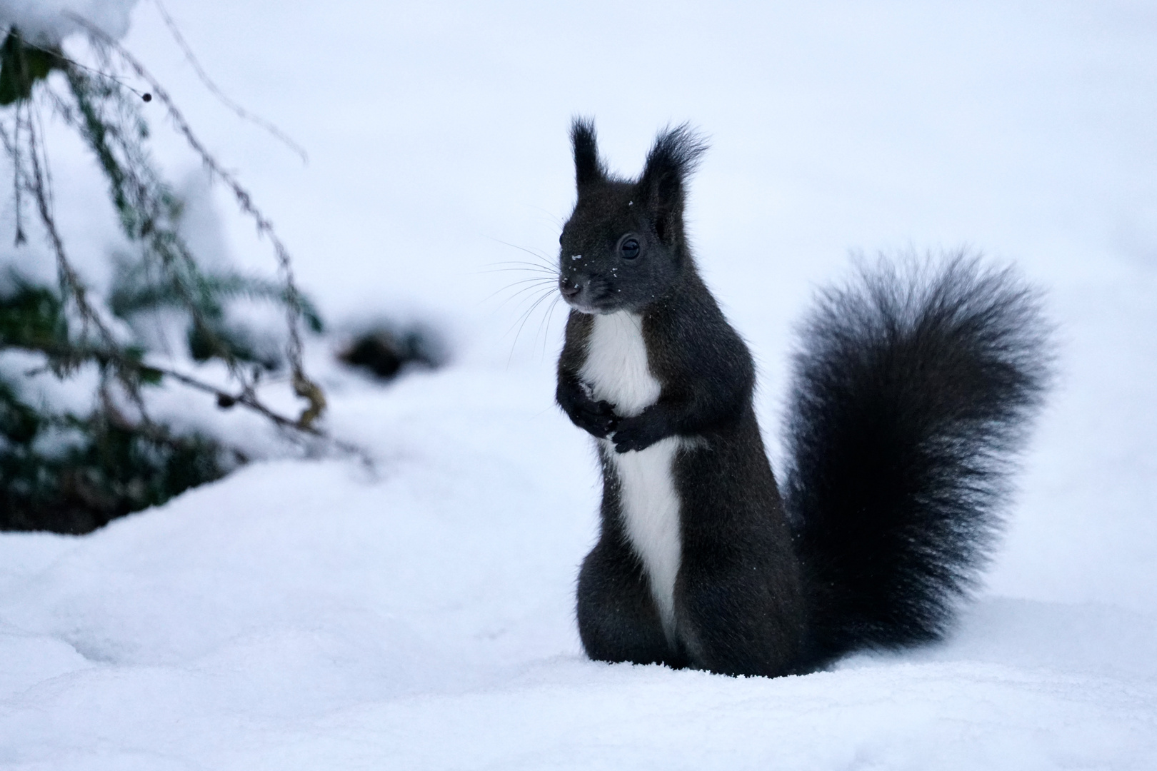 wo ist die Schneeschaufel ?