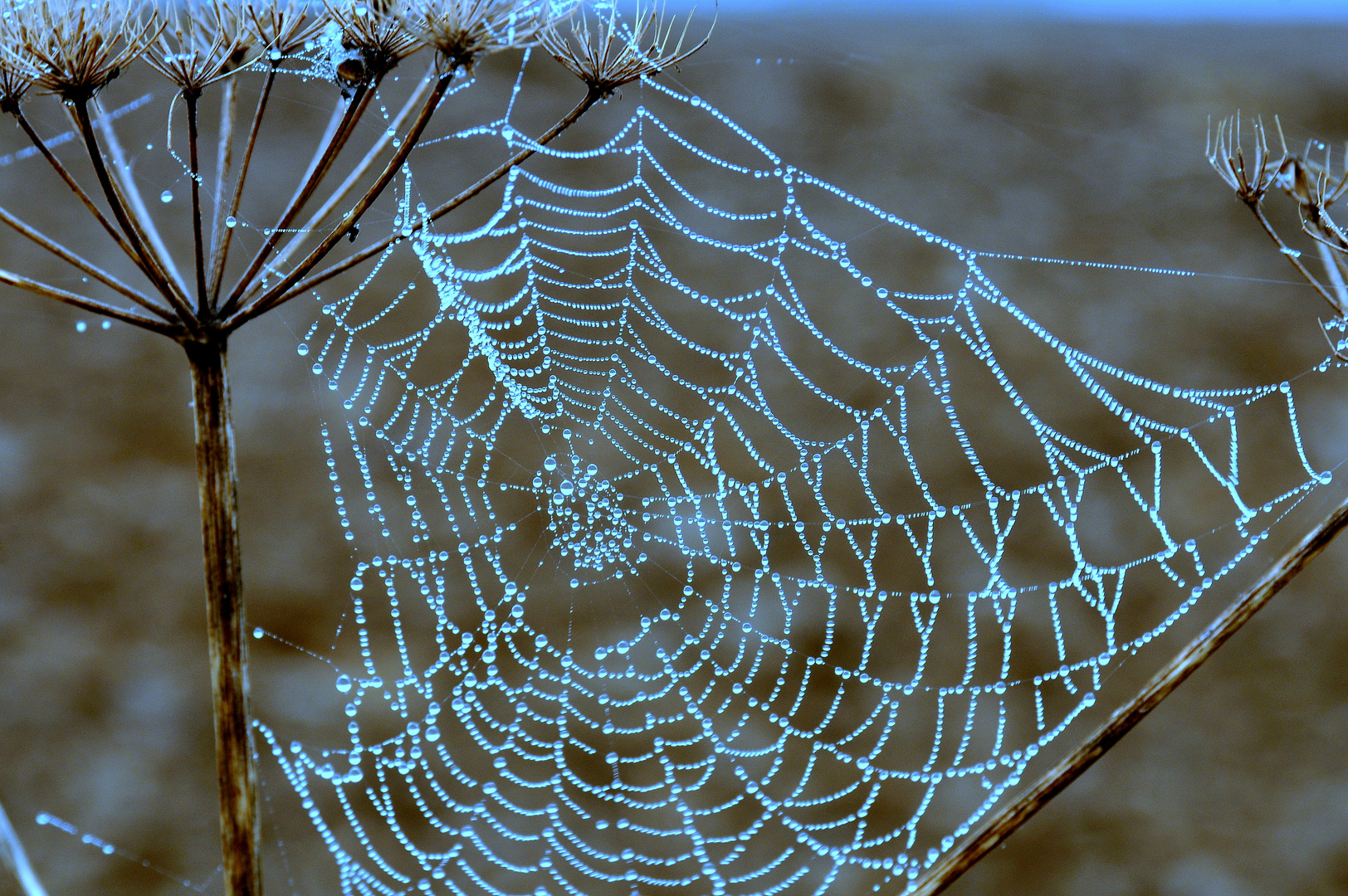 Wo ist die Spinne?