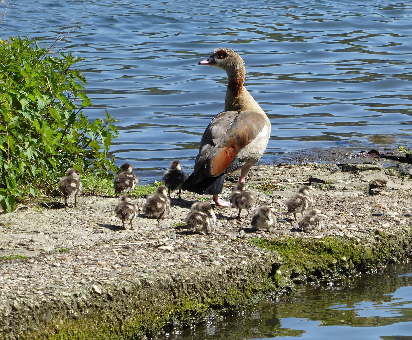 "Wo ist eigentlich Papa?" :-)