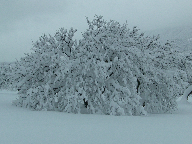 wo ist er baum?^^