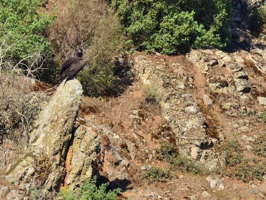 Wo ist er denn?  where is he? ¿Dónde está?