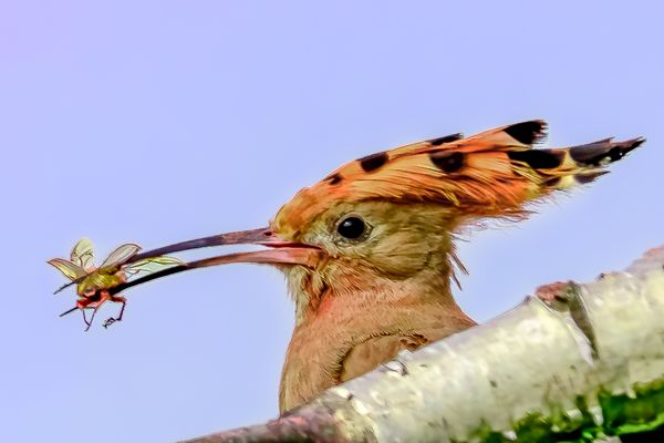 Wo ist er? Wiedehopf