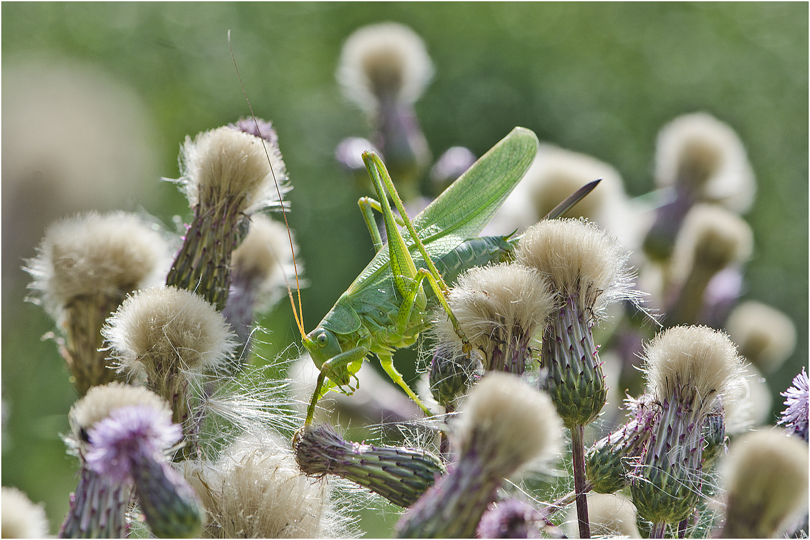 "Wo ist hier der Ausgang?" schien das Grüne Heupferd (Tettigonia viridissima) . . .