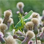 "Wo ist hier der Ausgang?" schien das Grüne Heupferd (Tettigonia viridissima) . . .