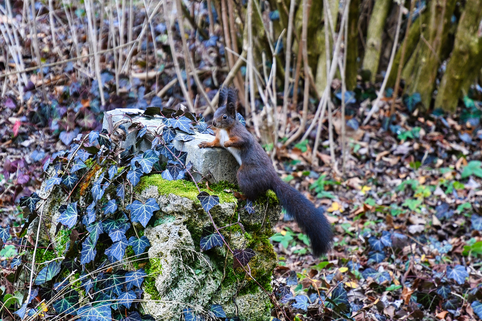 Wo ist jetzt der Frühling ?