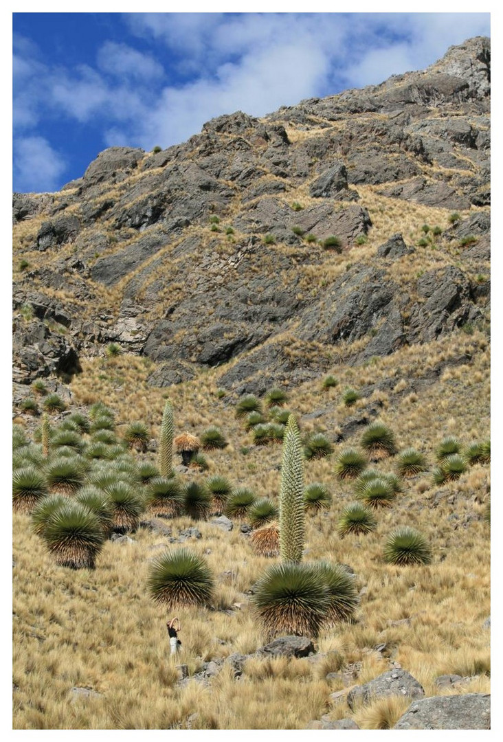 Wo ist Kerstin??...neben der "Puya Raymondii"