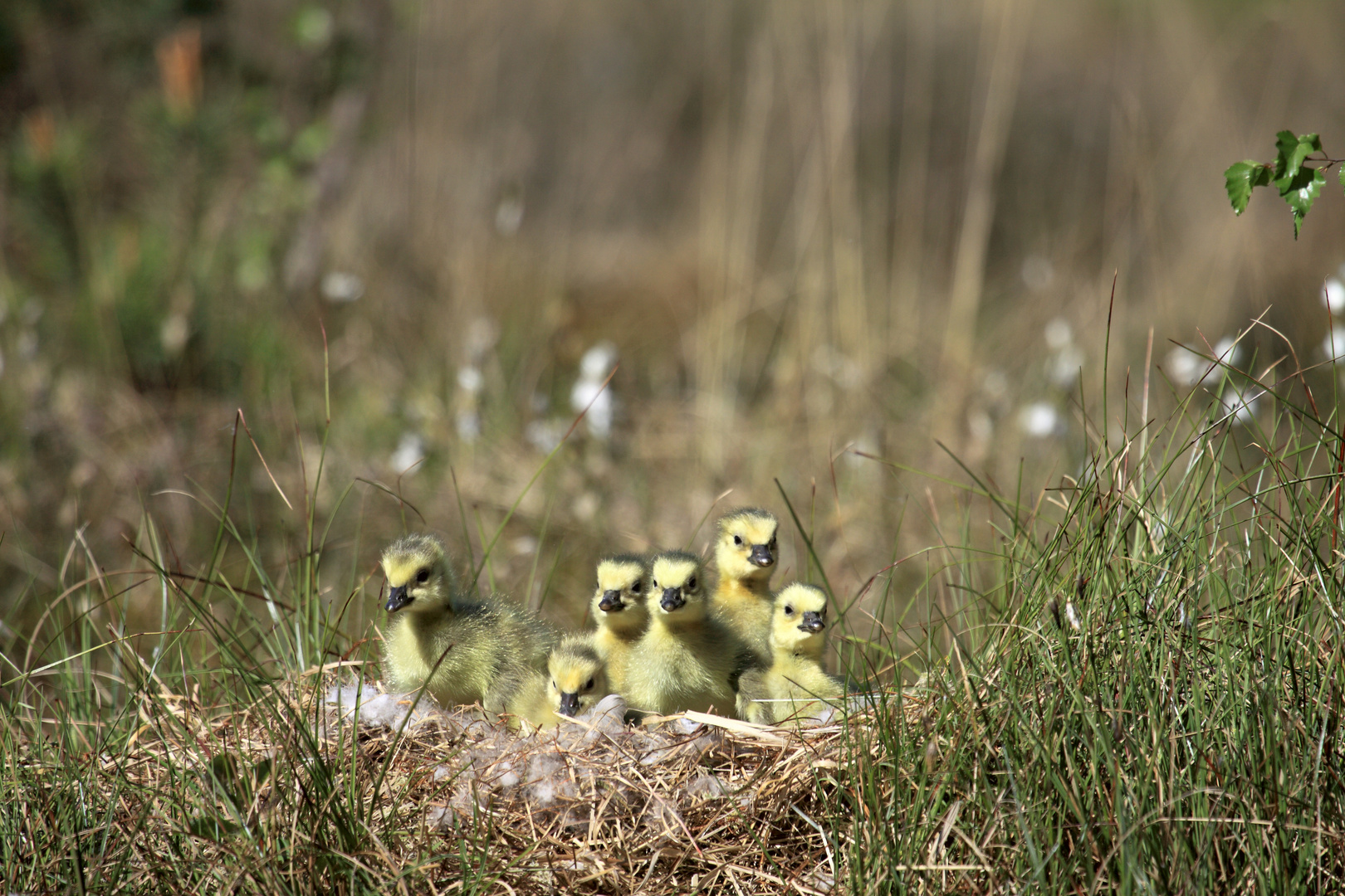 Wo ist Mama?