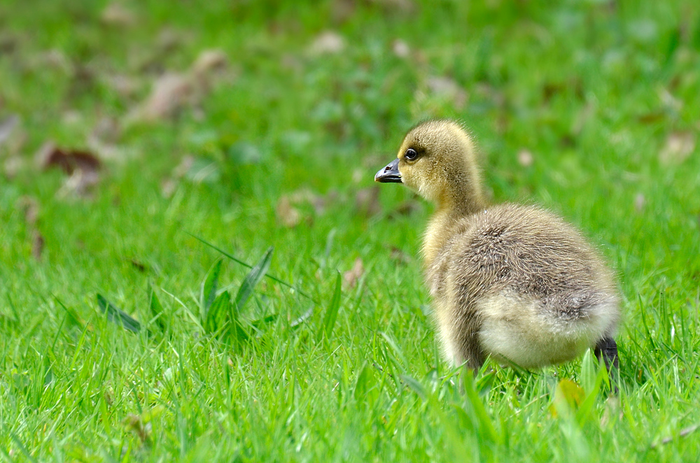 Wo ist Mama hin?