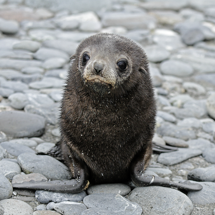 wo ist mein mami?