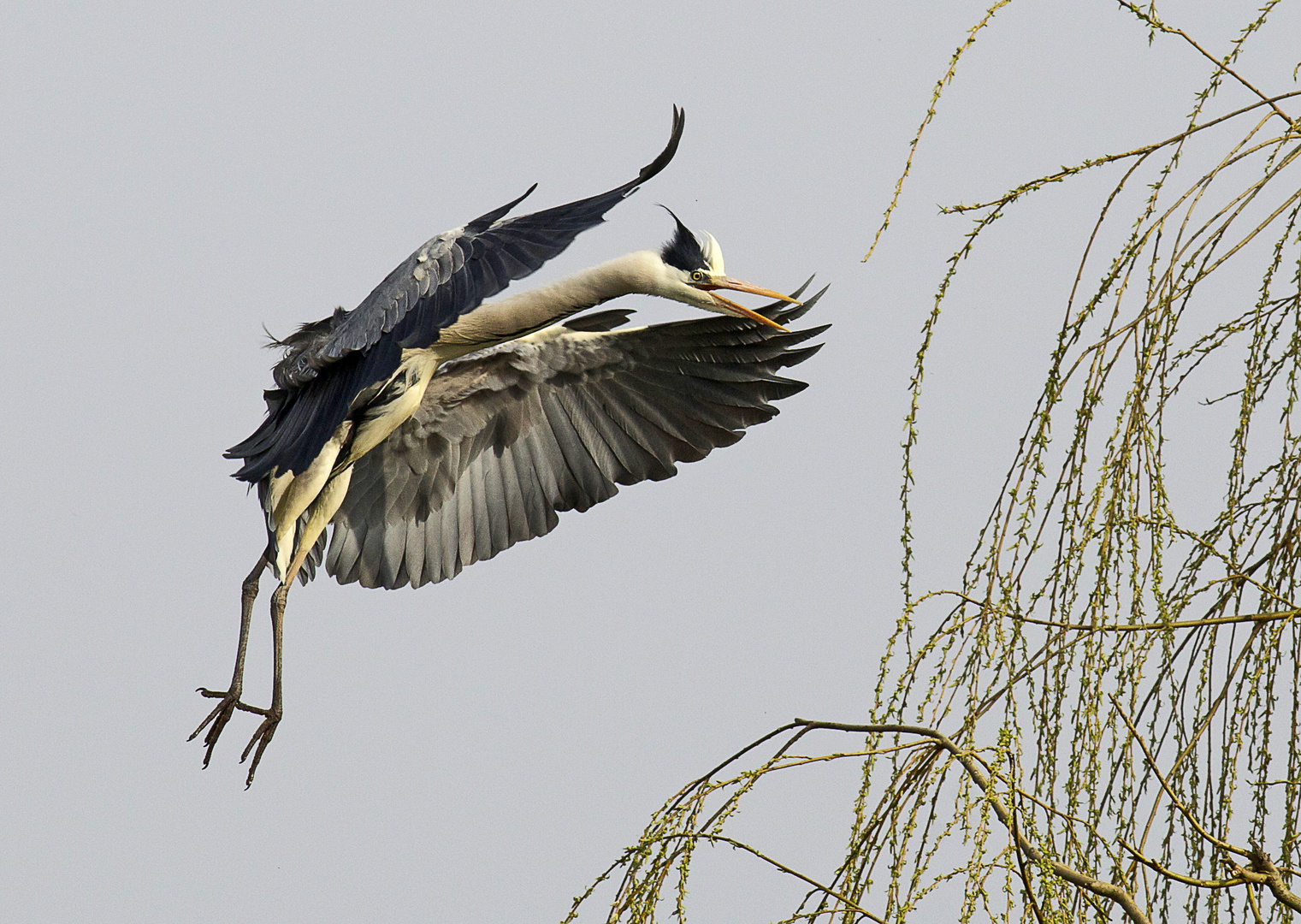 Wo ist mein Nest