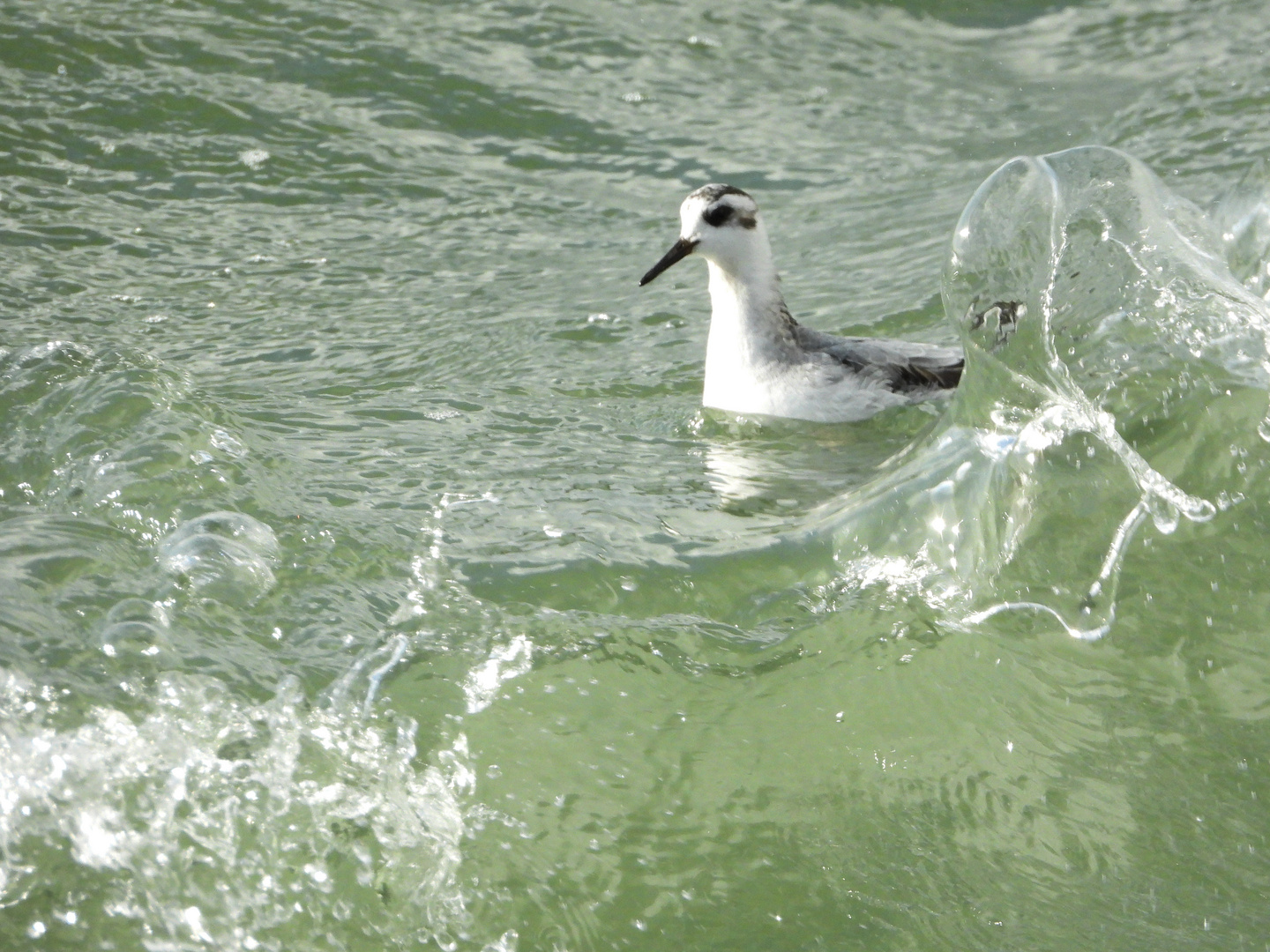 Wo ist mein Surfbrett abgeblieben?