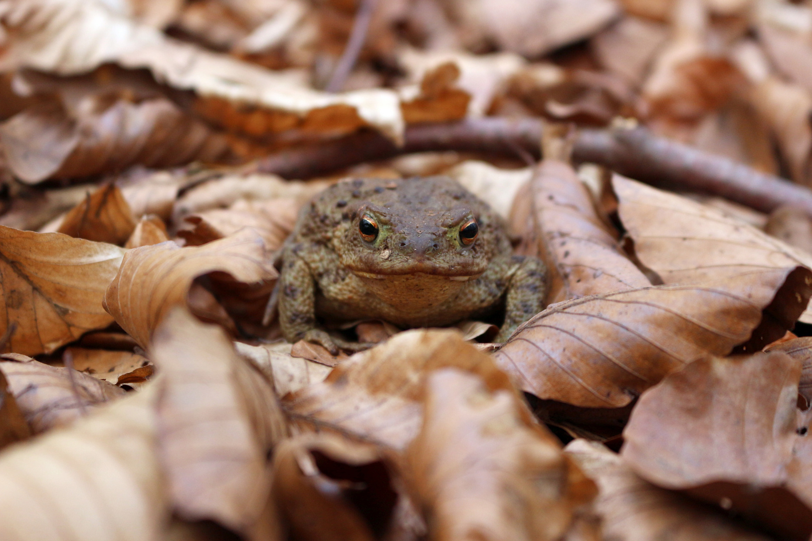 Wo ist mein Teich? oder "Kiss the Frog"