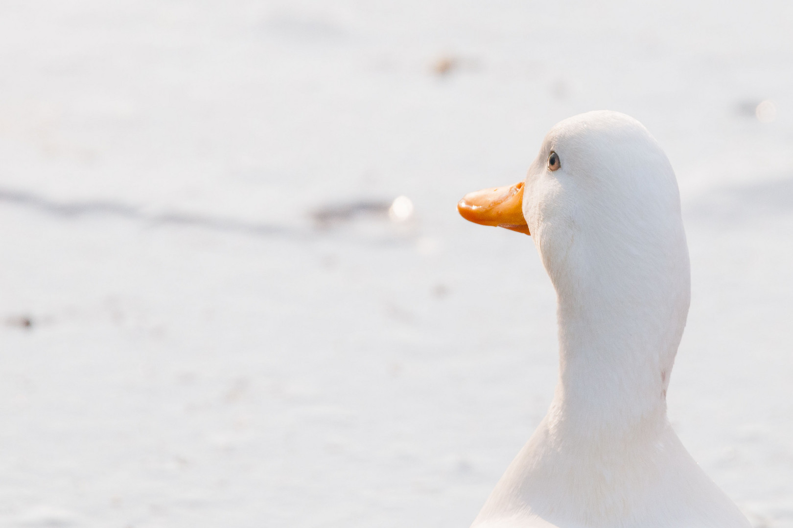 Wo ist mein Wasser?