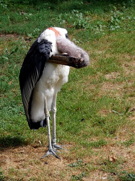 "Wo ist meine Brieftasche?!"