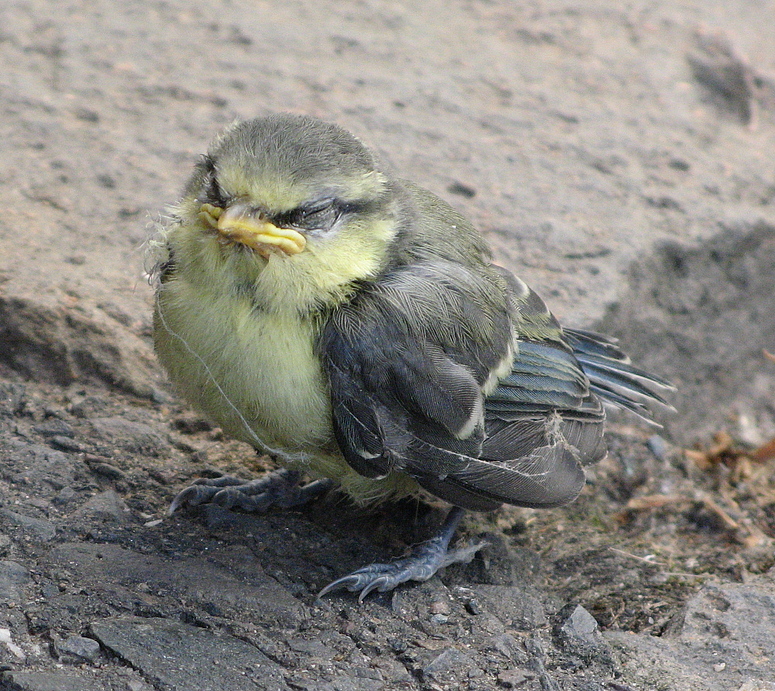 Wo ist meine Mama?