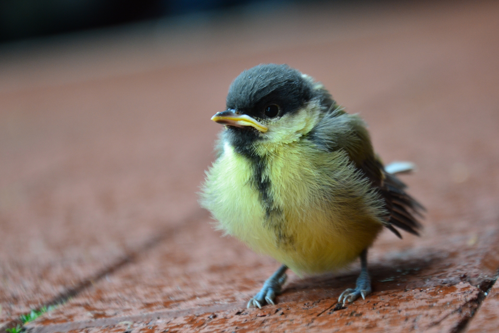 Wo ist meine Mama?