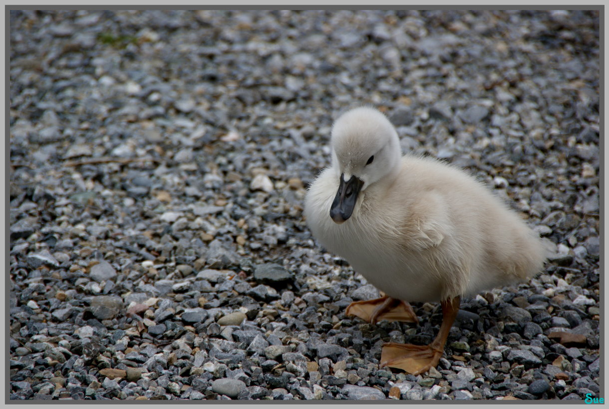 Wo ist meine Mami??