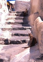 Wo ist noch etwas Schatten...??? Mittagshitze macht sich breit..Katzenjammer auf Santorini.