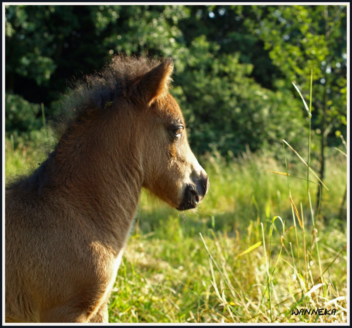 wo ist nur mama