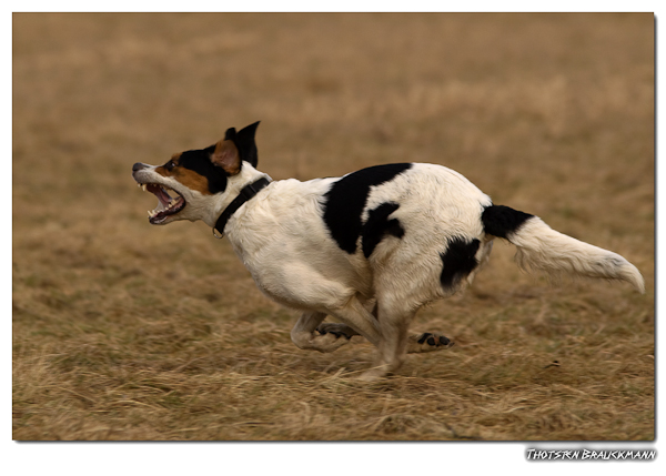 wo ist Rotkäppchen ich bin der böse Wolf