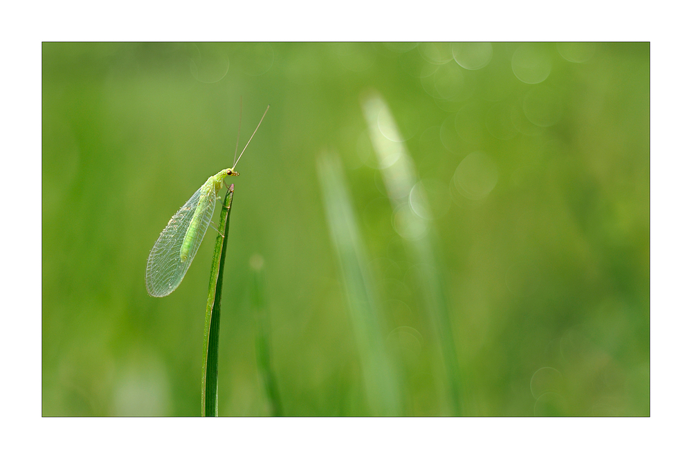 Wo ist schon wieder der Frühling hin?