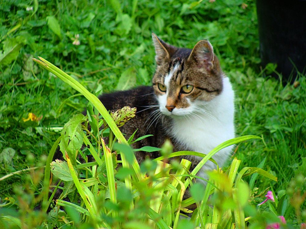 "Wo ist Tom?", Grafing, 08.08.2008