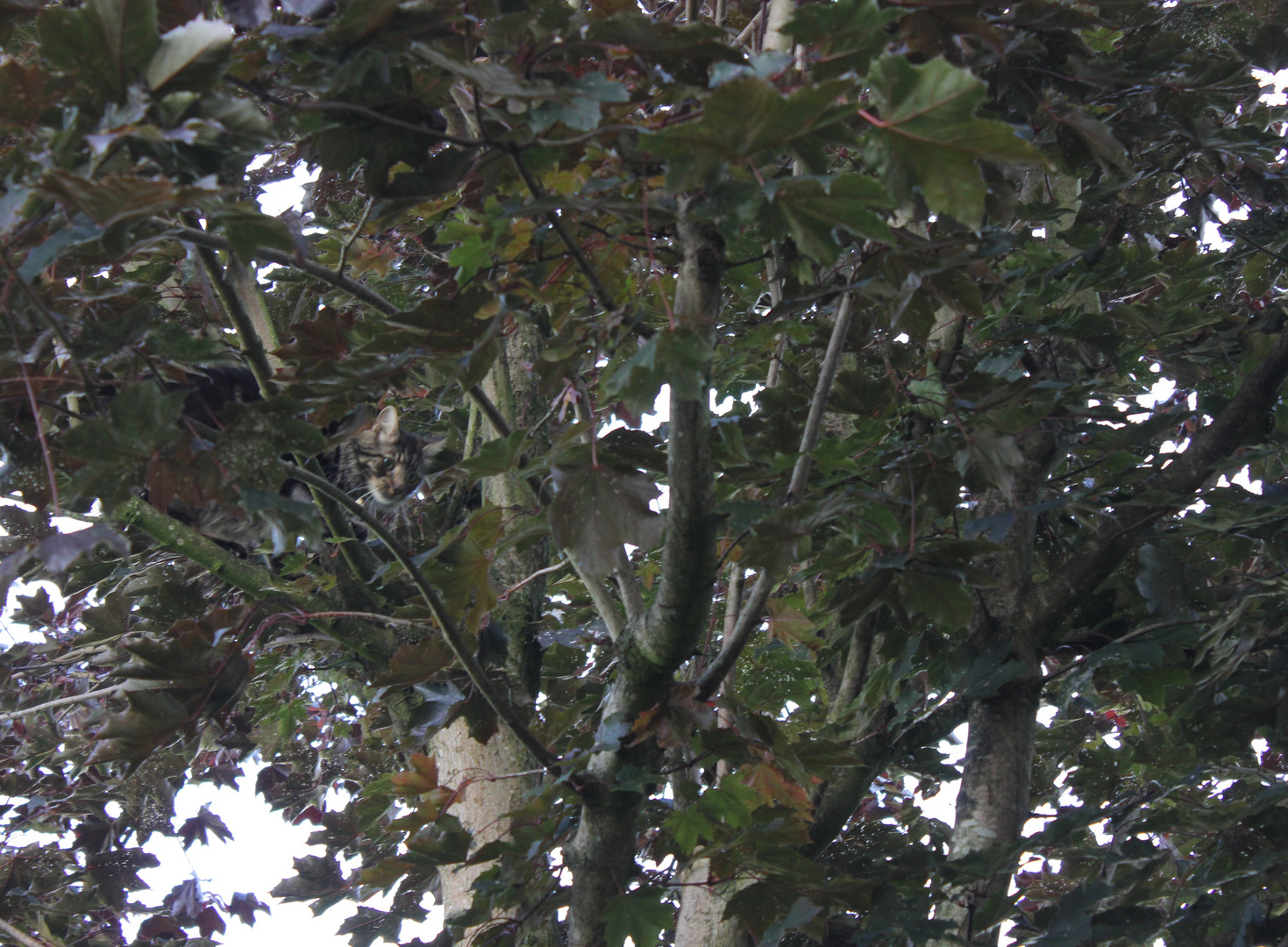 Wo ist "Toulouse" Foto & Bild tiere, haustiere, katzen Bilder auf