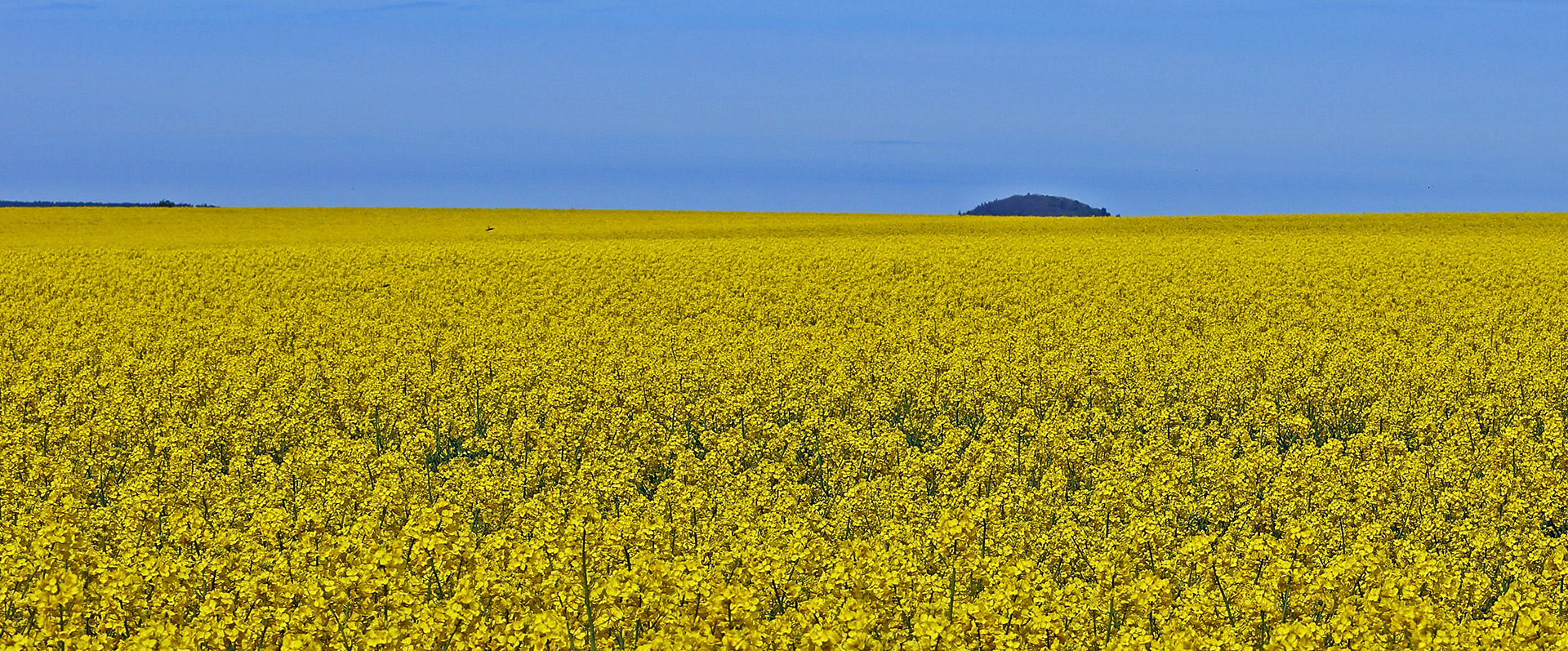 Wo kann man in Sachsen am 22.Mai den Raps noch in voller Blüte sehen...