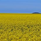 Wo kann man in Sachsen am 22.Mai den Raps noch in voller Blüte sehen...