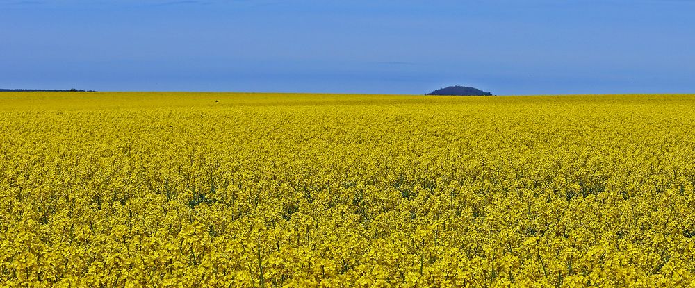 Wo kann man in Sachsen am 22.Mai den Raps noch in voller Blüte sehen...