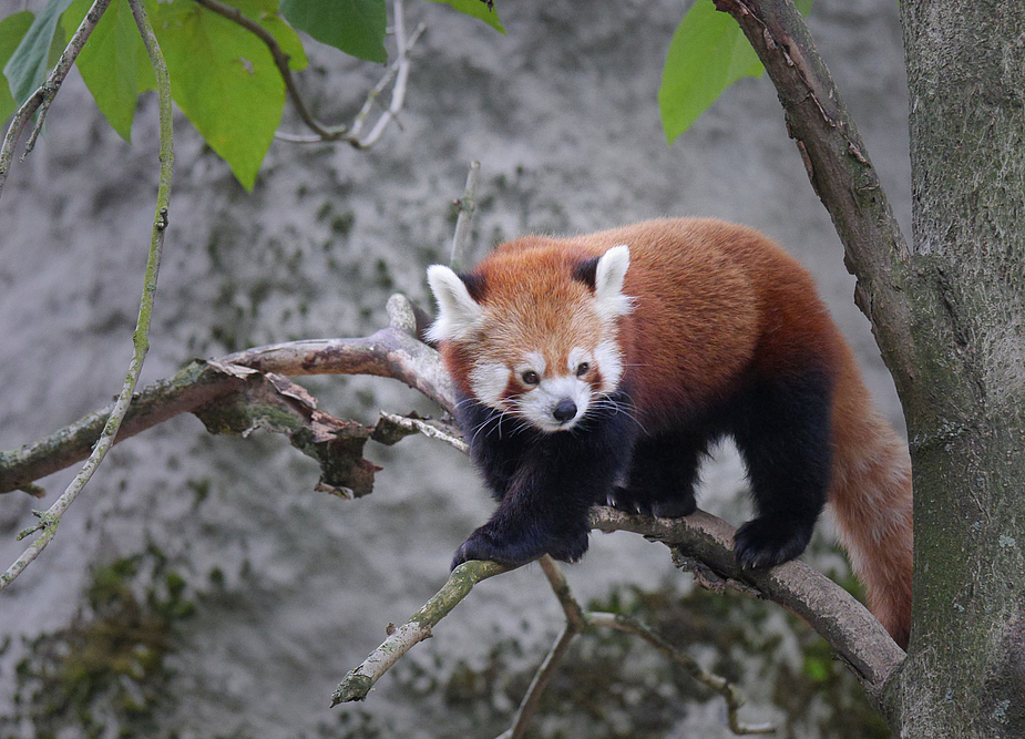 Wo komme ich am besten runter dachte der kleine Pandi wohl ...:o))