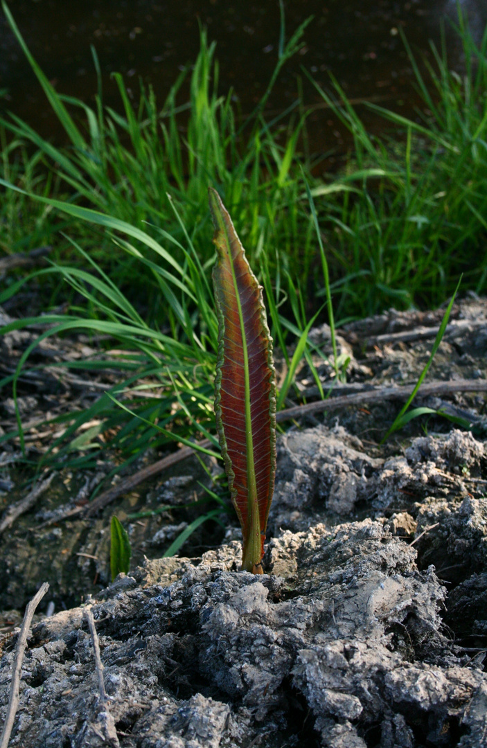 Wo kommt das Blatt denn her?