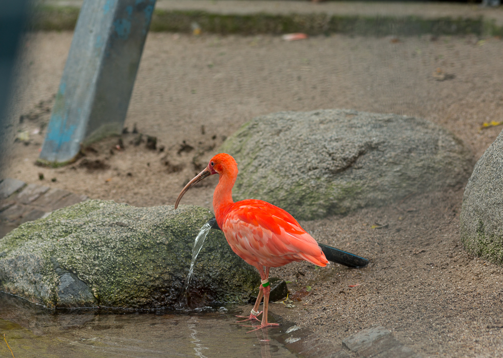 Wo kommt das Wasser her...