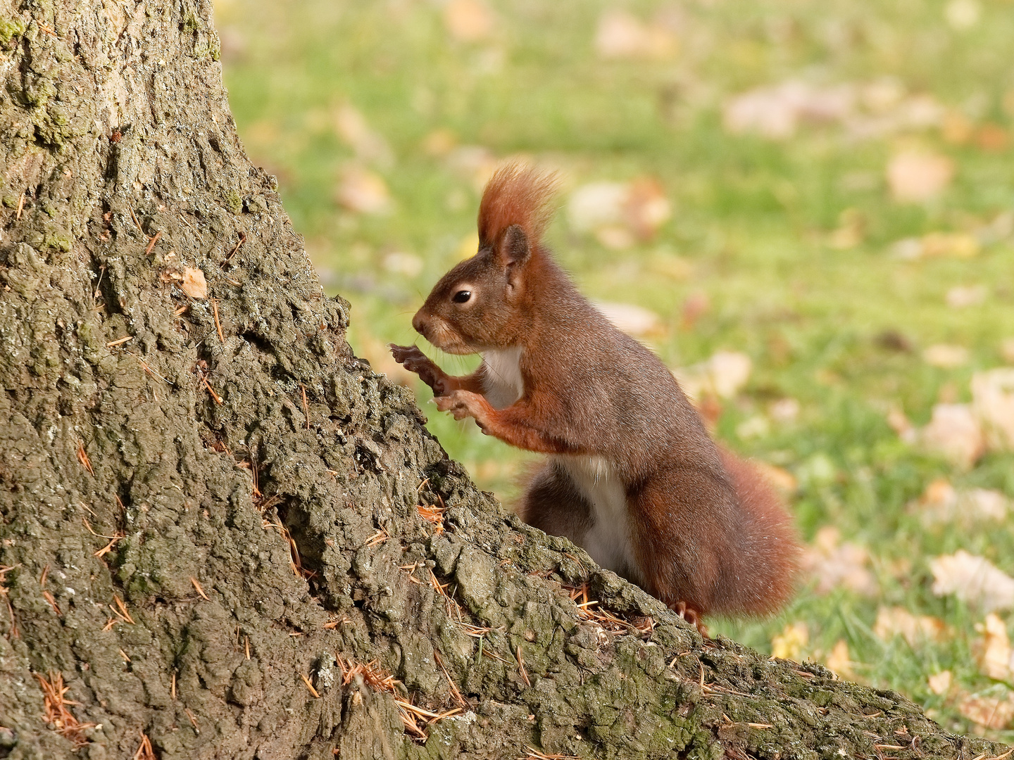 Wo kommt der Baum denn jetzt her?!?! 