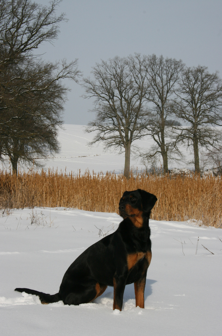 Wo läuft der Schneehase?