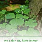 Wo Leben ist ...