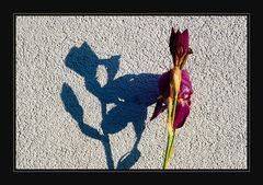 Wo Licht ist, ist auch Schatten...