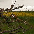 wo man hinblickt sprießen die Blätter und erstrahlen die Blüten ...