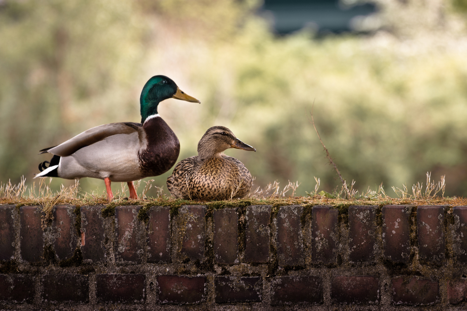 Wo Natur auf Stadt trifft