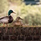 Wo Natur auf Stadt trifft