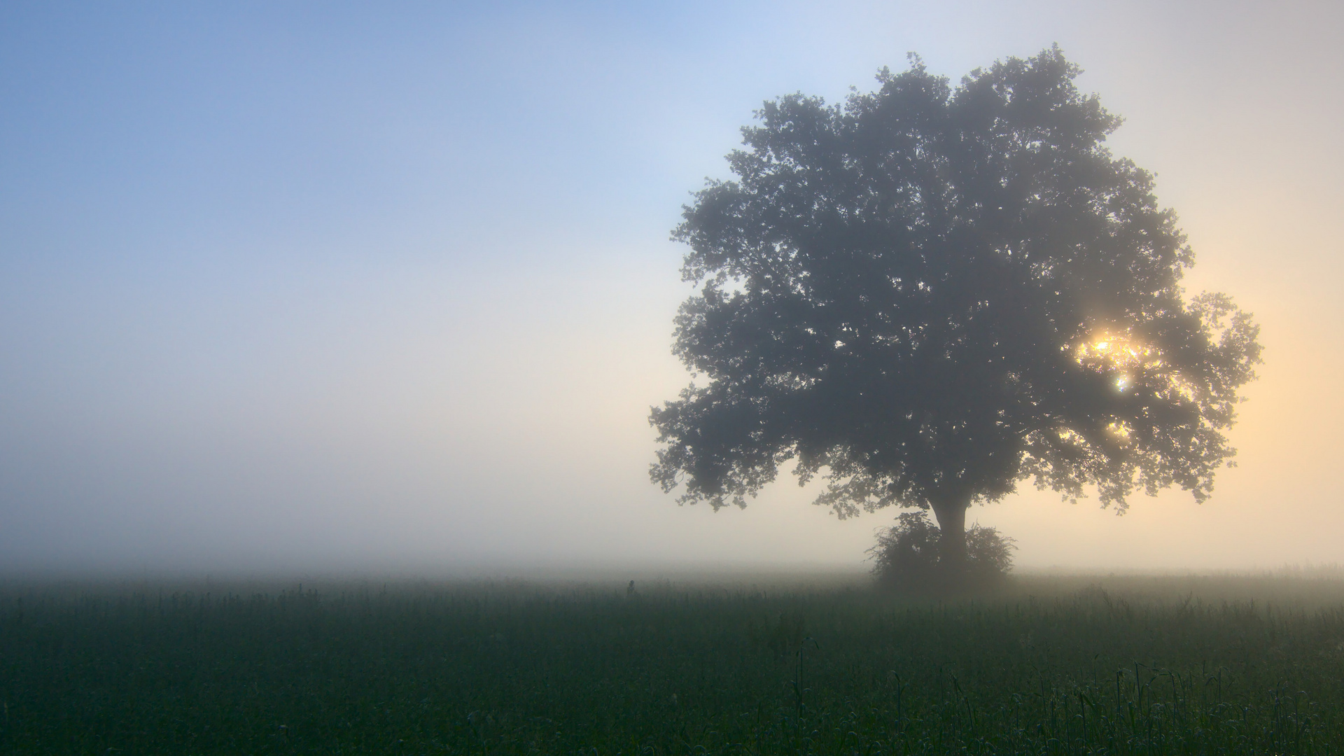 Wo Nebel um die Bäume streift 