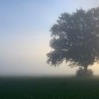 Wo Nebel um die Bäume streift 