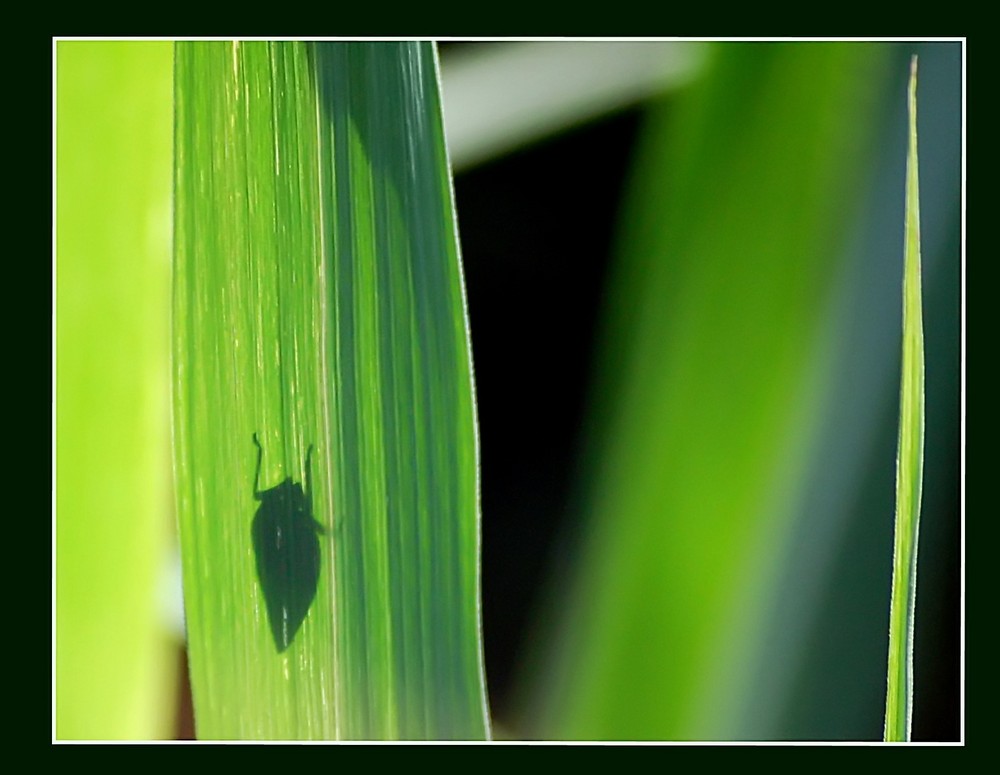 wo Schatten ist, da ist auch Licht